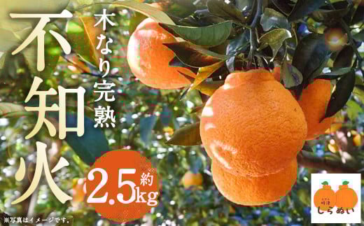 【数量限定】 少量オススメ!木なり 完熟不知火 約2.5s【2026年3月上旬発送開始】 フルーツ 蜜柑 柑橘 果物 不知火長崎県時津町10000果物・フルーツみかん・柑橘類