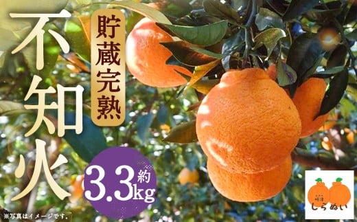 【数量限定】貯蔵 完熟不知火 約3.3kg【2026年3月下旬発送開始】  不知火 フルーツ 果物 蜜柑 柑橘 国産 長崎県産 九州産 デコポンと同一品種長崎県時津町12000果物・フルーツみかん・柑橘類