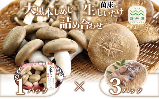大黒本しめじ 生しいたけ 詰め合わせ ( 国産 京都 きのこ キノコ 大判 丹波 しめじ 本シメジ 食感 シャキシャキ 旨味たっぷり 菌床 シイタケ 椎茸 天ぷら 鍋 炒め物 ) ※北海道・沖縄・そ