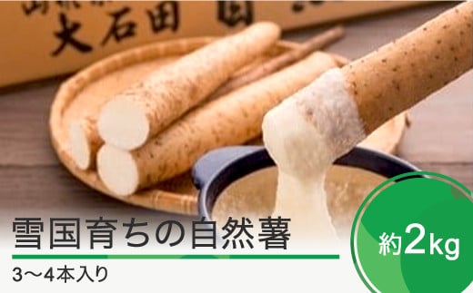 雪国育ちの自然薯 約2s(3〜4本入り) 野菜 やまいも じねんじょ 山形県 大石田町産 oz-zixxx2山形県大石田町28000野菜・きのこその他 野菜
