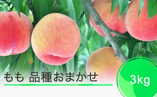 【先行予約】桃 もも モモ 品種おまかせ 果物 フルーツ くだもの 約3kg 2026年産 令和8年産 ※沖縄・離島への配送不可 ja-moxxx3山形県大石田町16000果物・フルーツもも・すもも