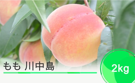 【先行予約】もも 桃 川中島 約2kg 2026年産 令和8年産 果物 フルーツ 山形県産 ※沖縄・離島への配送不可 ja-moknx2山形県大石田町11000果物・フルーツもも・すもも