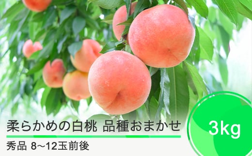 ys\z   _炩߂̔ i킨܂ 3kg R`Y 2026NY ߘa8NY ӂ邳Ɣ[ ʕ  t[c Ԍ ①z st O  n Y Yn 