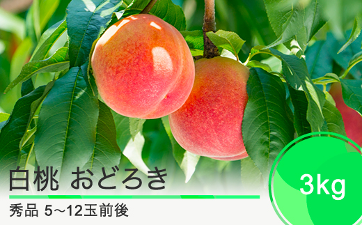 【先行予約】 桃 もも 白桃 おどろき 3kg 山形県産 2026年産 令和8年産 ふるさと納税 果物 くだもの フルーツ 期間限定 冷蔵配送 先行受付 グルメ 取り寄せ ご当地 特産 産地 直送  東北 山形県