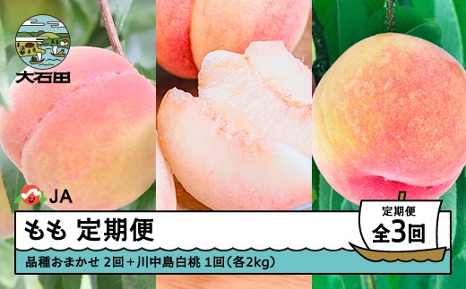 【先行予約】もも 桃 3回 定期便 品種おまかせ 川中島 2026年産 令和8年産 果物 フルーツ 山形県産 ※沖縄・離島への配送不可 ja-tkmox山形県大石田町33000果物・フルーツもも・すもも