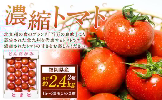 福岡県北九州市若松区産 若松濃縮トマト 約2.4kg 【1.2kg箱(15玉〜30玉入り)×2箱】【2026年3月上旬〜6月下旬発送予定】トマト とまと 野菜 国産 北九州市産福岡県北九州市25000野菜・きのこト