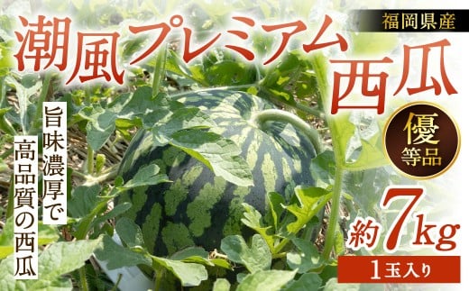福岡県 北九州市 若松産 【優等品】 潮風プレミアム 西瓜 約7kg(1玉入り)【2026年7月下旬から8月上旬発送予定】すいか スイカ フルーツ 果物 くだもの福岡県北九州市18000果物・フルーツメ