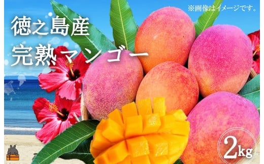 177 ≪2026年夏お届け!≫てぃだ(太陽)を浴びて育った徳之島産完熟マンゴー(2kg) ( 先行予約 2026年 夏 マンゴー フルーツ 果物 完熟 無加温 徳之島 世界自然遺産 美味しい とろける 旬 贅