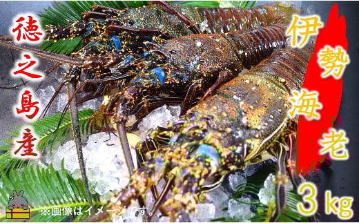2143【地魚専門店 鮮魚 魚一さん直送】〜徳之島獲れ!伊勢海老〜(約3kg) ( 伊勢えび イセエビ 伊勢えび 伊勢エビ えび エビ 海老 鍋 ご馳走 海の幸 料理 焼き 人気 海産物 家族 正月 お祝い