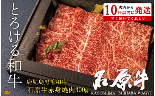 2246 E^gƂ낯ah̐Ό Ԑgē300g ( јa uh  r[t  v~A IKRb_  Mtg V    Ԑg