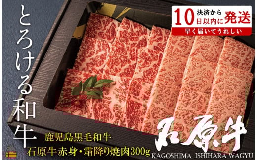 2248 E^gƂ낯ah̐Ό ԐgE~Hה׏ē300g ( јa uh  r[t  v~A IKRb_  Mtg V  