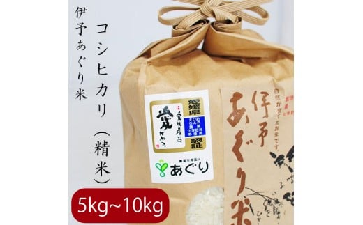 【選べるキロ数】米 精米 5kg 伊予あぐり米「コシヒカリ」 令和7年産 米 農薬・化学肥料不使用 米 精米 令和7年産 米 お米 こめ 農薬・化学肥料不使用 こだわりのお米 愛媛県 松前町 松前 ま