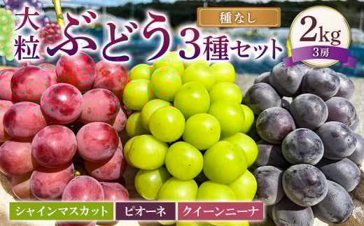 大粒 ぶどう 3種 セット 3房 計約2kg シャインマスカット ピオーネ クイーンニーナ 【2025年10月上旬〜12月上旬発送予定】 / マスカット 葡萄 ブドウ 種無し 種なし岡山県美咲町28000果物・フル
