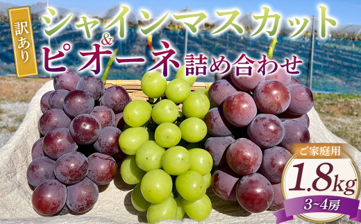 訳あり シャインマスカットとピオーネ 詰合せ 3〜4房 計約1.8kg ご家庭用 【2025年10月上旬〜12月上旬発送予定】 / マスカット ピオーネ 葡萄 ブドウ 種無し 種なし岡山県美咲町18000果物・フル