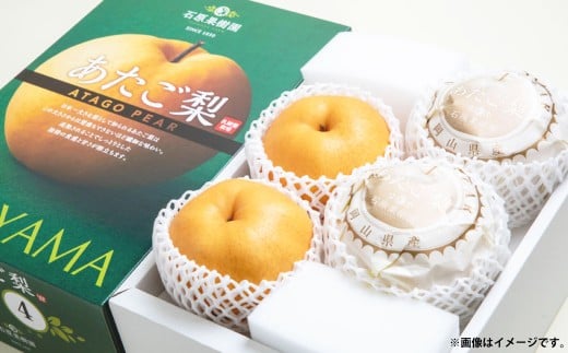 あたご梨 4〜9玉 合計約4kg 化粧箱 / 愛宕梨 梨 なし ナシ 果物  【2025年11月下旬〜12月下旬発送予定】岡山県美咲町23000果物・フルーツりんご・梨