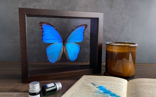 昆虫標本 Flying Morpho Butterfly(空を翔ぶ宝石) モルフォ蝶 / 標本箱 箱 ケース 標本 蝶 蝶々 インテリア オブジェ岡山県美咲町96000衣類・装飾品・工芸品その他 装飾品・工芸品