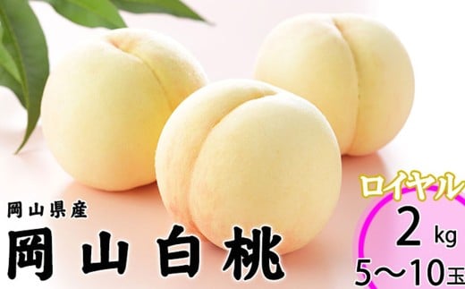 岡山白桃 ロイヤル 5〜10玉 約2kg 岡山県産 (早生種・中生種) 【2026年7月上旬〜8月下旬迄発送予定】 / 白桃 桃 もも 果物 果実 フルーツ 岡山県 美咲町 冷蔵岡山県美咲町28000果物・フルーツ