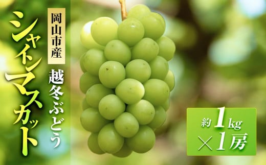 ܉ʉ z~Ԃǂ VC}XJbg 1[i1[1.0kgj | t[c ʕ  VC}XJbg }XJbg RY Y Mtg p v[g 蕨 VC}XJbg }