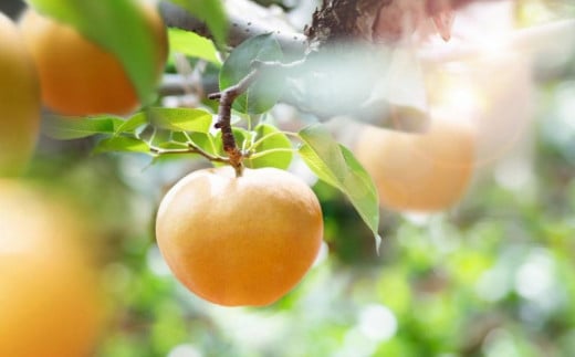  2025N   4`9 v4kg ϔ iV Ȃ RY Y t[c ʕ Mtg ΌʎRRs24000ʕEt[c񂲁E