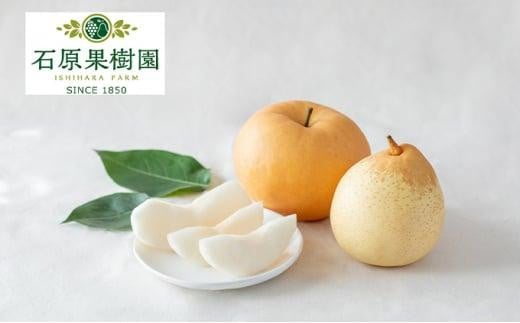 梨 2025年  あたご梨・鴨梨(ヤーリー)詰合せ 合計約3kg 贈答箱 ナシ なし 岡山県産 国産 フルーツ 果物 ギフト 石原果樹園岡山県岡山市22000果物・フルーツりんご・梨