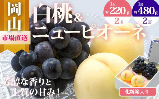 桃 ぶどう 2026年 果物 詰合せ 白桃 2玉(1玉220g以上)ニューピオーネ 2房(1房480g以上)化粧箱入り もも 葡萄 岡山県産 国産 フルーツ 果物 ギフト岡山県岡山市25000果物・フルーツもも・すも