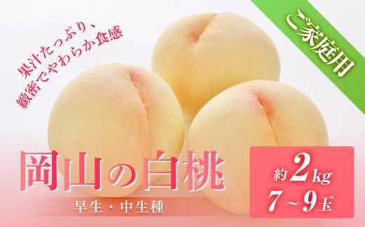 桃 2026年6月下旬から発送 ご家庭用 岡山の 白桃(早生、中生種)約2.0kg 7〜9玉 もも モモ フルーツ 果物 岡山市 一宮地区産 国産 赤木農園岡山県岡山市14000果物・フルーツもも・すもも