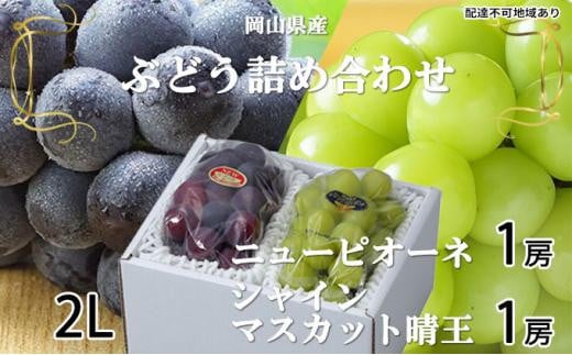 Ԃǂ 2026N j[ sI[l 1[ 500g  VC }XJbg  1[ 500g lߍ킹 uhE   RY Y t[c ʕ MtgRRs21000ʕEt[c}XJbgEԂ