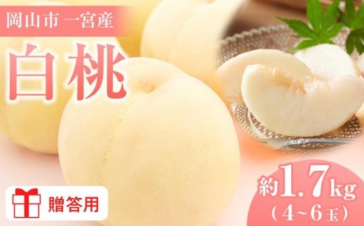 桃 2026年  贈答用 岡山市一宮産 白桃(早生、中生種)約1.7kg 4〜6玉  犬塚農園【白桃 桃 もも はくとう 果物 果汁 フルーツ 岡山市 岡山県産 岡山県 おすすめ 人気 新鮮  ギフト 贈答用】岡山