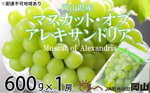 ぶどう 2026年 マスカット ・オブ・アレキサンドリア 約600g×1房 9月上旬〜9月下旬発送分 ブドウ 葡萄  岡山県産 国産 フルーツ 果物 ギフト岡山県岡山市12000果物・フルーツマスカット・ぶど