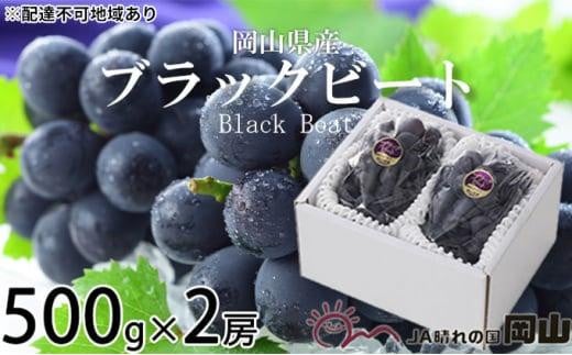 ぶどう 2026年 ブラックビート 約500g×2房 ブドウ 葡萄  岡山県産 国産 フルーツ 果物 ギフト岡山県岡山市15000果物・フルーツマスカット・ぶどう