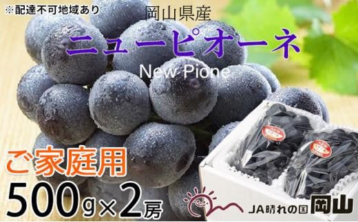 ぶどう 2026年 ご家庭用 ニュー ピオーネ 約500g×2房 ブドウ 葡萄  岡山県産 国産 フルーツ 果物岡山県岡山市14000果物・フルーツマスカット・ぶどう