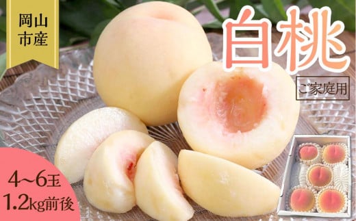 桃 2026年 ご家庭用 岡山 白桃 4玉〜6玉 1.2kg 前後 もも 岡山県産 国産 フルーツ 果物 雅桃園岡山県岡山市10000果物・フルーツもも・すもも