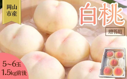桃 2026年 贈答用 岡山 白桃 5玉〜6玉 1.5kg 前後 もも 岡山県産 国産 フルーツ 果物 ギフト 雅桃園岡山県岡山市25000果物・フルーツもも・すもも