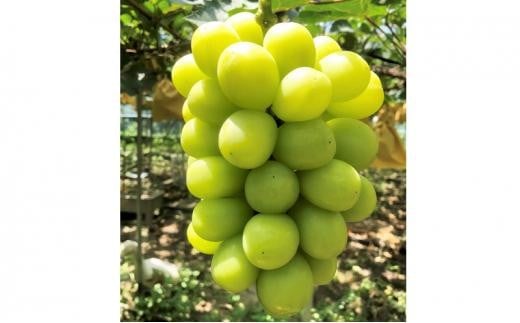 ぶどう 2026年  農家こだわりのシャインマスカット 2〜3房 合計約1.2kg 【 Nini farm 農家 直送 】 | フルーツ 果物 くだもの ぶどう ブドウ シャインマスカット 2〜3房  国産 岡山県産 食品 人気 お