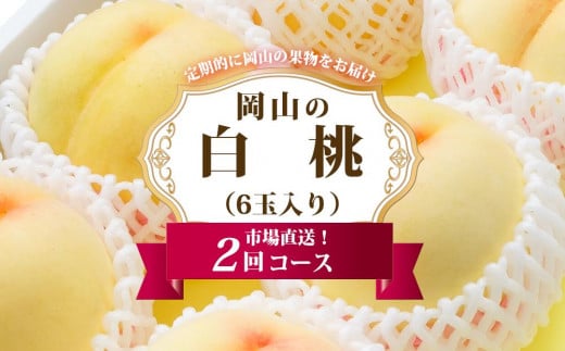 桃 定期便 2026年 岡山 の 白桃 6玉 合計1.6kg以上×2回 お届け 化粧箱入り もも モモ 岡山産 国産 フルーツ 果物 ギフト岡山県岡山市72000果物・フルーツもも・すもも