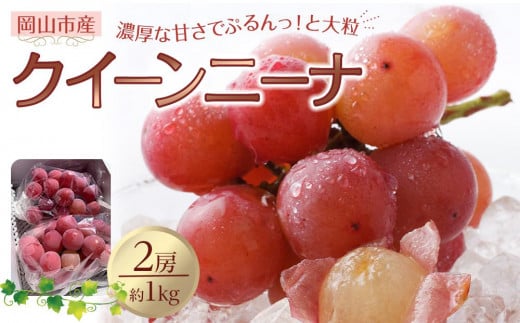 ぶどう 2026年 クイーンニーナ 2房 合計約1kg 種無し ブドウ 葡萄 岡山市産 国産 フルーツ 果物 渡邊農園岡山県岡山市17000果物・フルーツマスカット・ぶどう