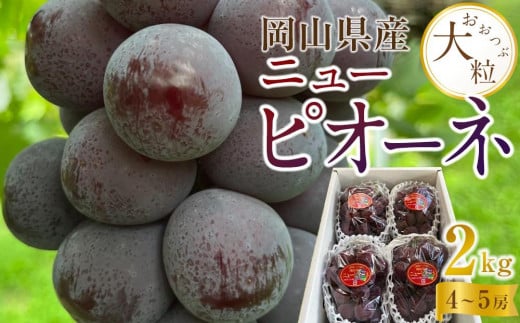 ぶどう 2026年  岡山県産  大粒 ニューピオーネ 2kg(4房〜5房)農園直送 朝採れ岡山県岡山市25000果物・フルーツマスカット・ぶどう