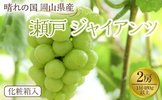 ぶどう 2026年 岡山県産 瀬戸ジャイアンツ2房(1房480g以上) 化粧箱入り岡山県岡山市17000果物・フルーツマスカット・ぶどう