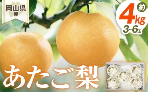 梨 2025年 岡山県産 あたご梨 3-6玉(約4kg) 化粧箱入り岡山県岡山市20000果物・フルーツりんご・梨