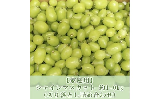 ぶどう マスカット 家庭用 2026年  9月以降発送 シャインマスカット 約1.0kg 【 切り落とし 詰め合わせ 】 ブドウ 葡萄  岡山市 国産 フルーツ 果物岡山県岡山市12000果物・フルーツマスカット・