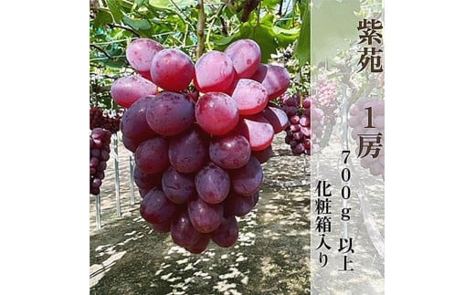 【2025年秋発送】岡山県産 紫苑 1房 700g以上 化粧箱入り岡山県岡山市18000果物・フルーツマスカット・ぶどう