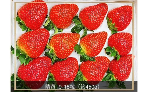 岡山市産 晴苺 9〜18粒 約450g 化粧箱入り<2025年12月中旬以降発送>岡山県岡山市15000果物・フルーツいちご