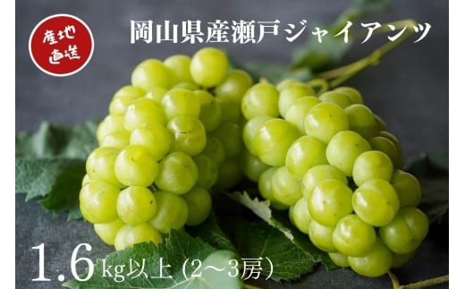 I ˃WCAc 2`3[ v1.6kgȏ Yn ̂ Ԃǂ  Kawahara Green Farm RY 2026NRRs19000ʕEt[c}XJbgEԂǂ