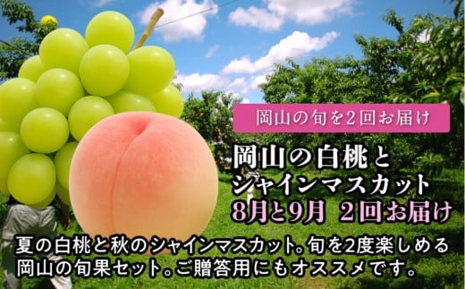 【定期便】 岡山の白桃とシャインマスカット 2回お届け(8月・9月)【2026年度発送】岡山県岡山市64000果物・フルーツもも・すもも