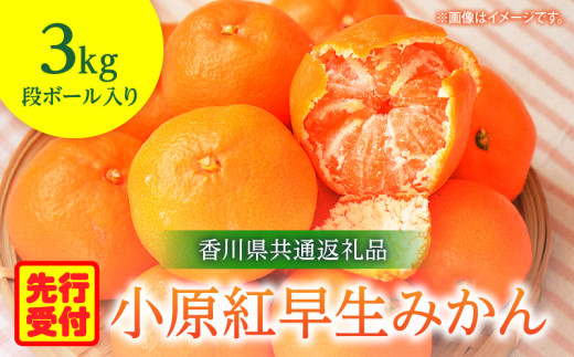 小原紅早生みかん 3kg【香川県共通返礼品】|みかん フルーツ 果物 果実 小原紅早生 デザート 贈答 贈り物 柑橘 柑橘系 グルメ 人気 おすすめ 旬 旬のみかん 季節 季節のみかん 柑橘果物 果