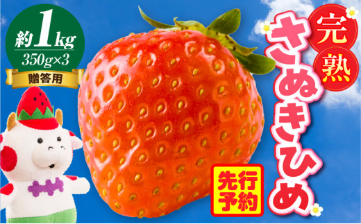 贈答用 完熟さぬき姫 約1.0kg | いちご 苺 さぬき姫 さぬきひめ 香川県オリジナル 希少 甘い 完熟 フルーツ 果物 旬 香川県 三木町 |_mk035-005香川県三木町16500果物・フルーツいちご