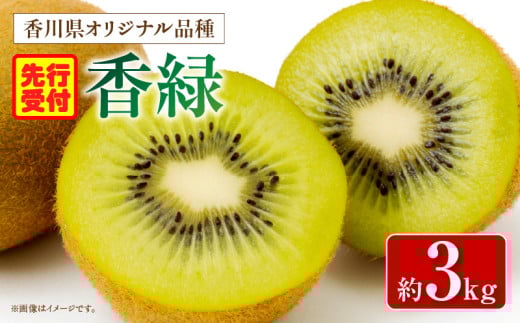 香川県オリジナルキウイフルーツ「香緑」約3kg【香川県共通返礼品】 | キウイ フルーツ 果物 香川県 香緑 デザート サラダ ヨーグルト トッピング 国産 季節限定 青果物 旬 おすすめ |_mk006-03