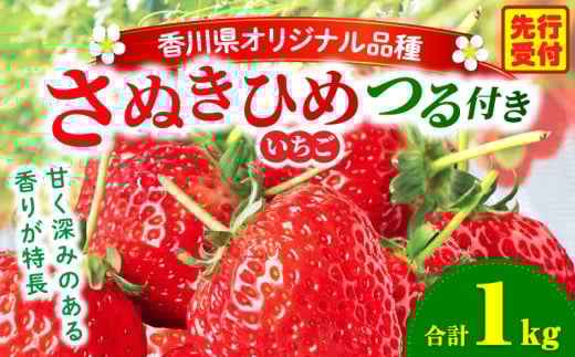 三木町地域いちご部会『さぬきひめ』 つる付き 1kg | スイーツ いちご ストロベリー イチゴ さぬき姫 さぬきひめ 苺 甘い 冷蔵 1kg以上 フルーツ 旬 果物 香川県 デザート 青果物 贈答 プレ