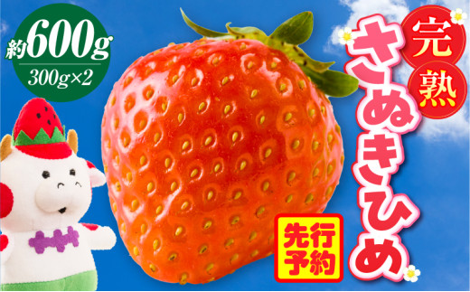 完熟さぬき姫 約600g | いちご 苺 さぬき姫 さぬきひめ 香川県オリジナル 希少 甘い 完熟 フルーツ 果物 旬 香川県 三木町 |_mk035-007香川県三木町13000果物・フルーツいちご