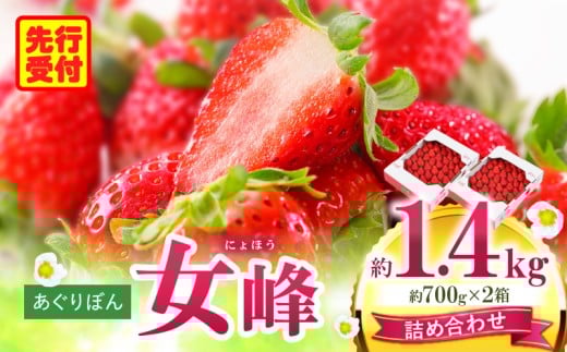 あぐりぼん いちご「女峰」 詰め合わせ約1.4kg (約700g×2箱)|いちご 果物 フルーツ デザート ストロベリー 果肉 スイーツ 甘い 国産 贈り物 贈答 プレゼント グルメ 人気 おすすめ 季節